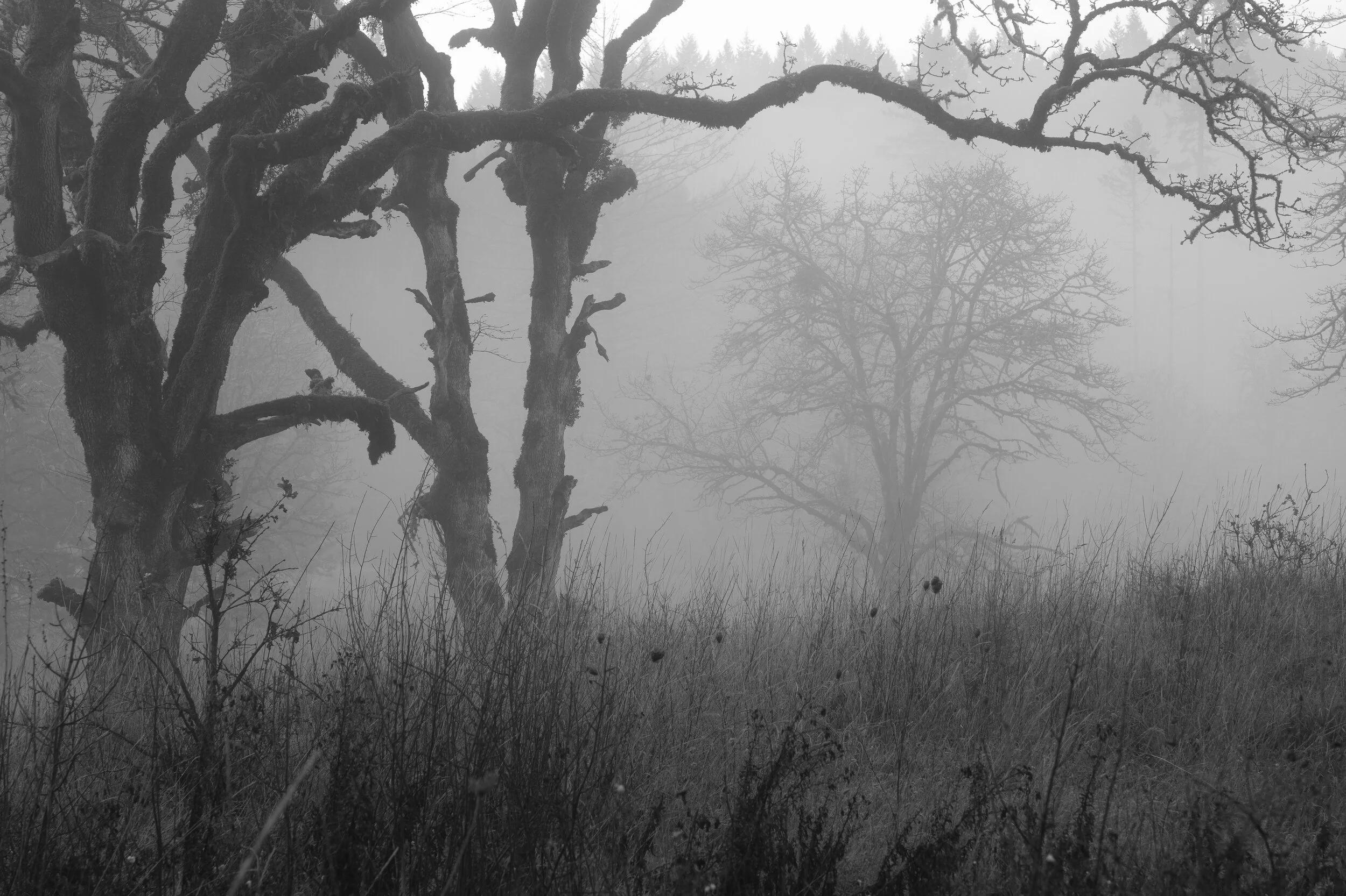 foggy forest