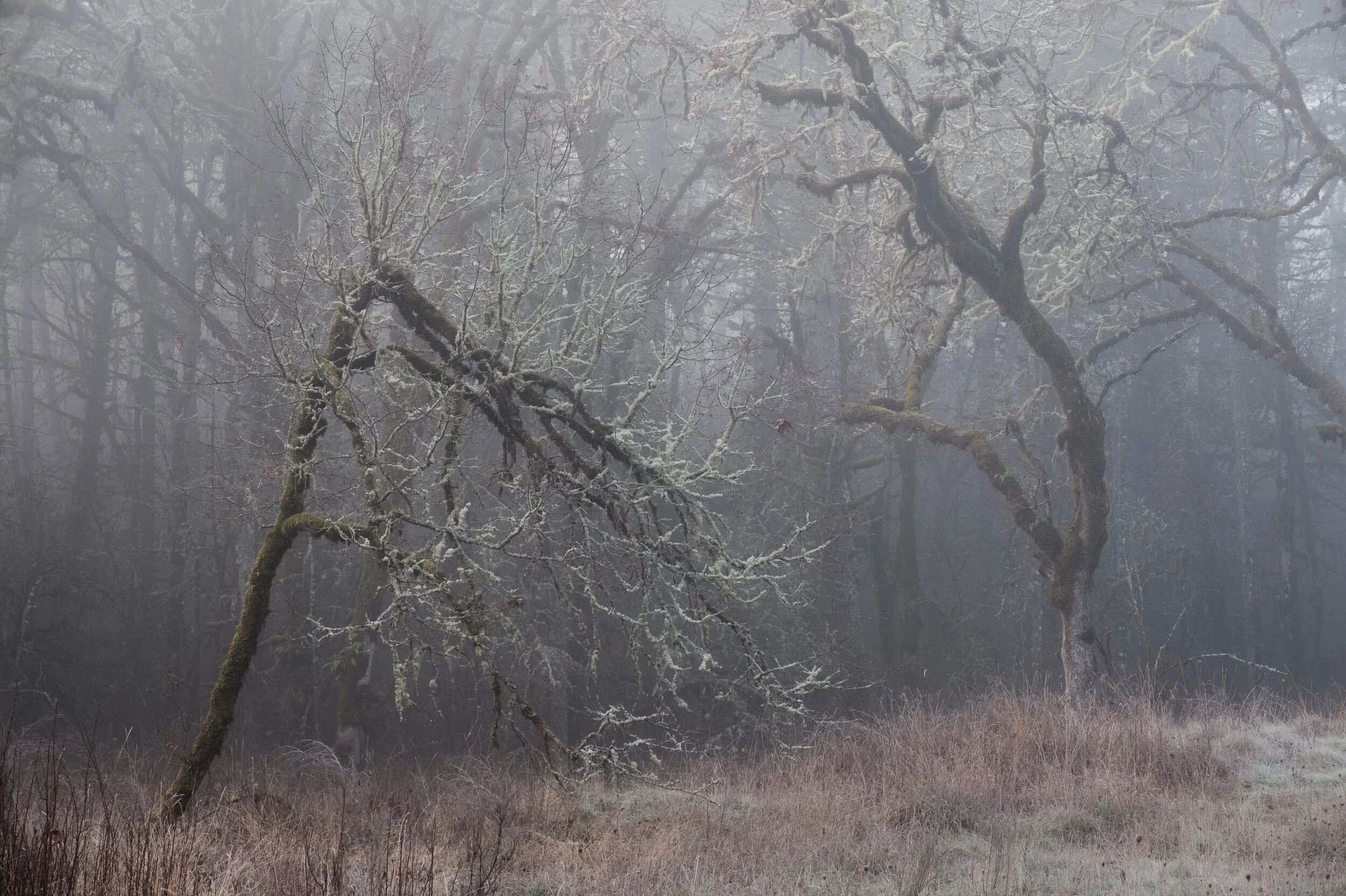 misty forest fog