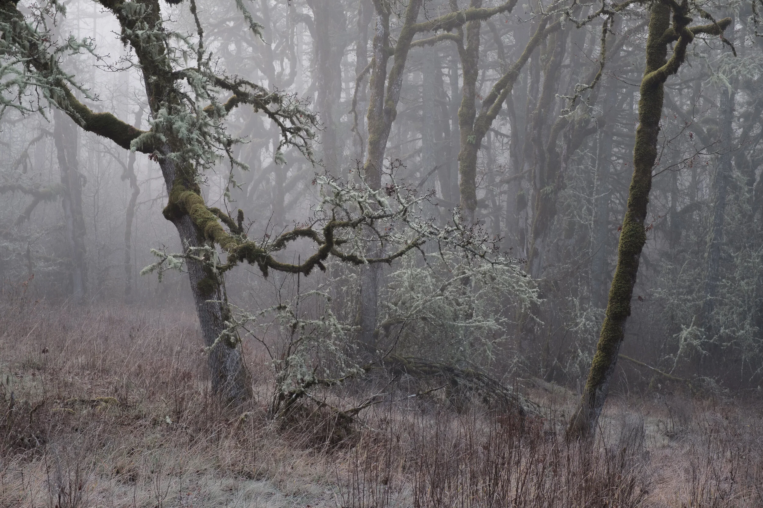 lean out fog forest