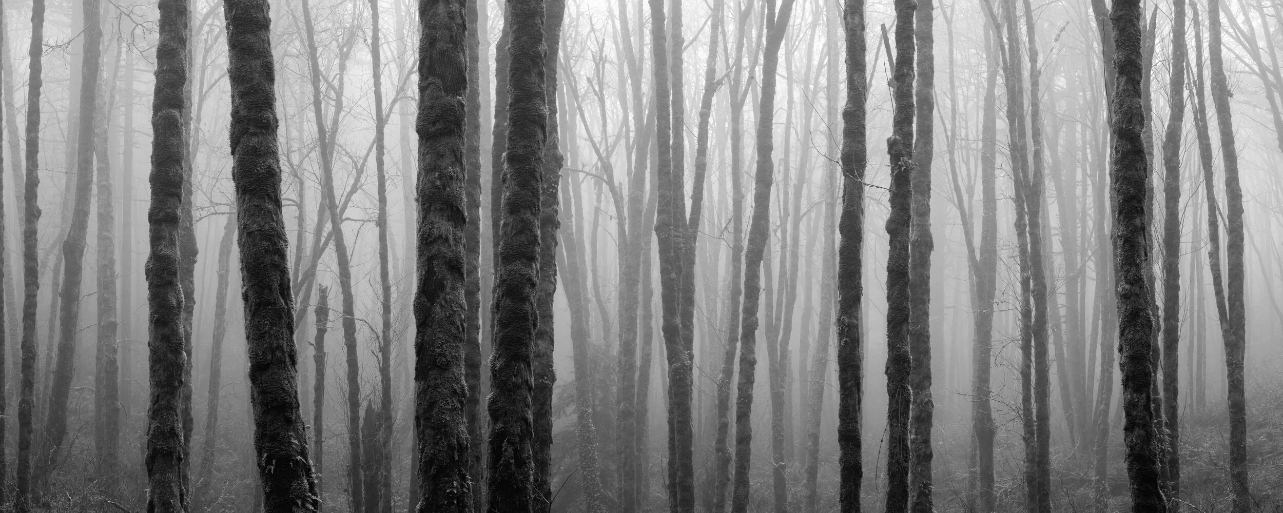 panoramic fog forest