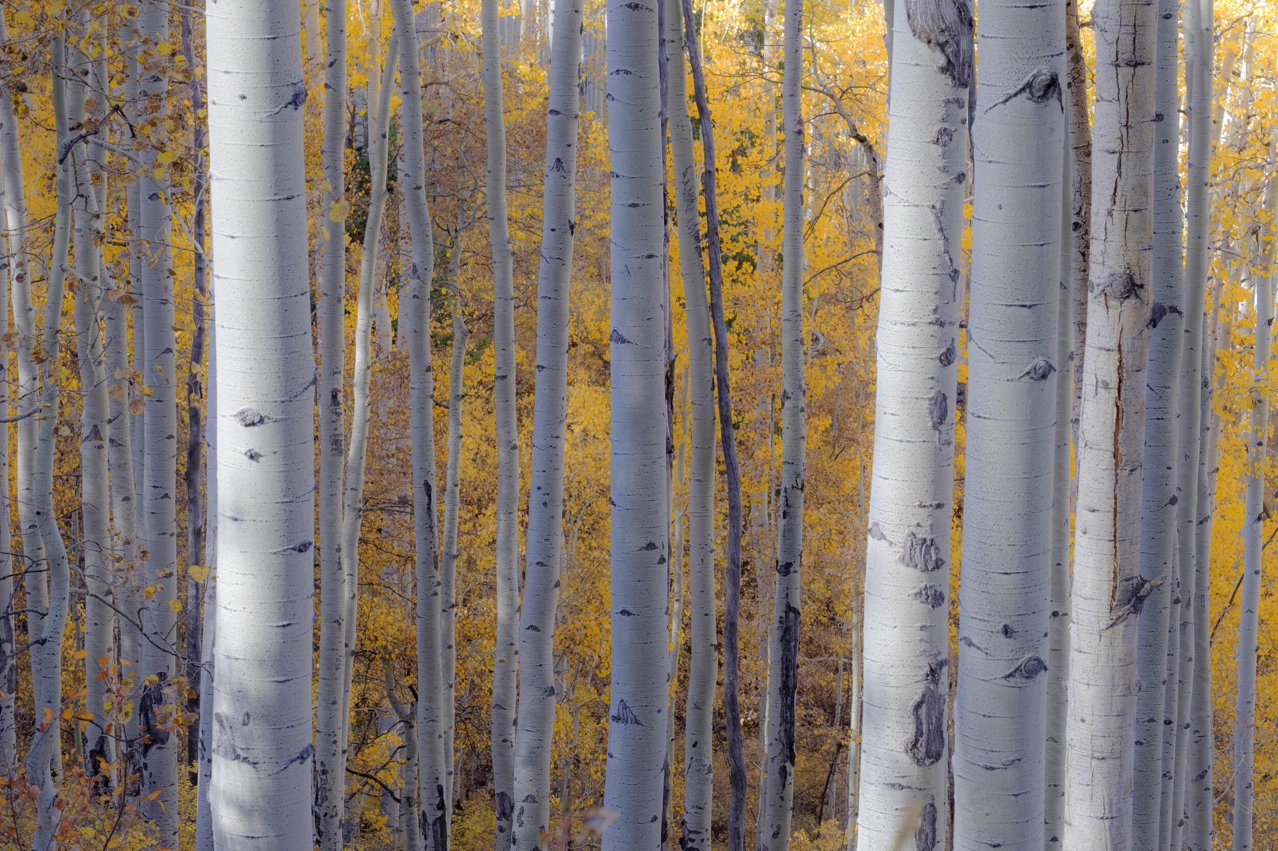 Aspen Glow-1.jpeg