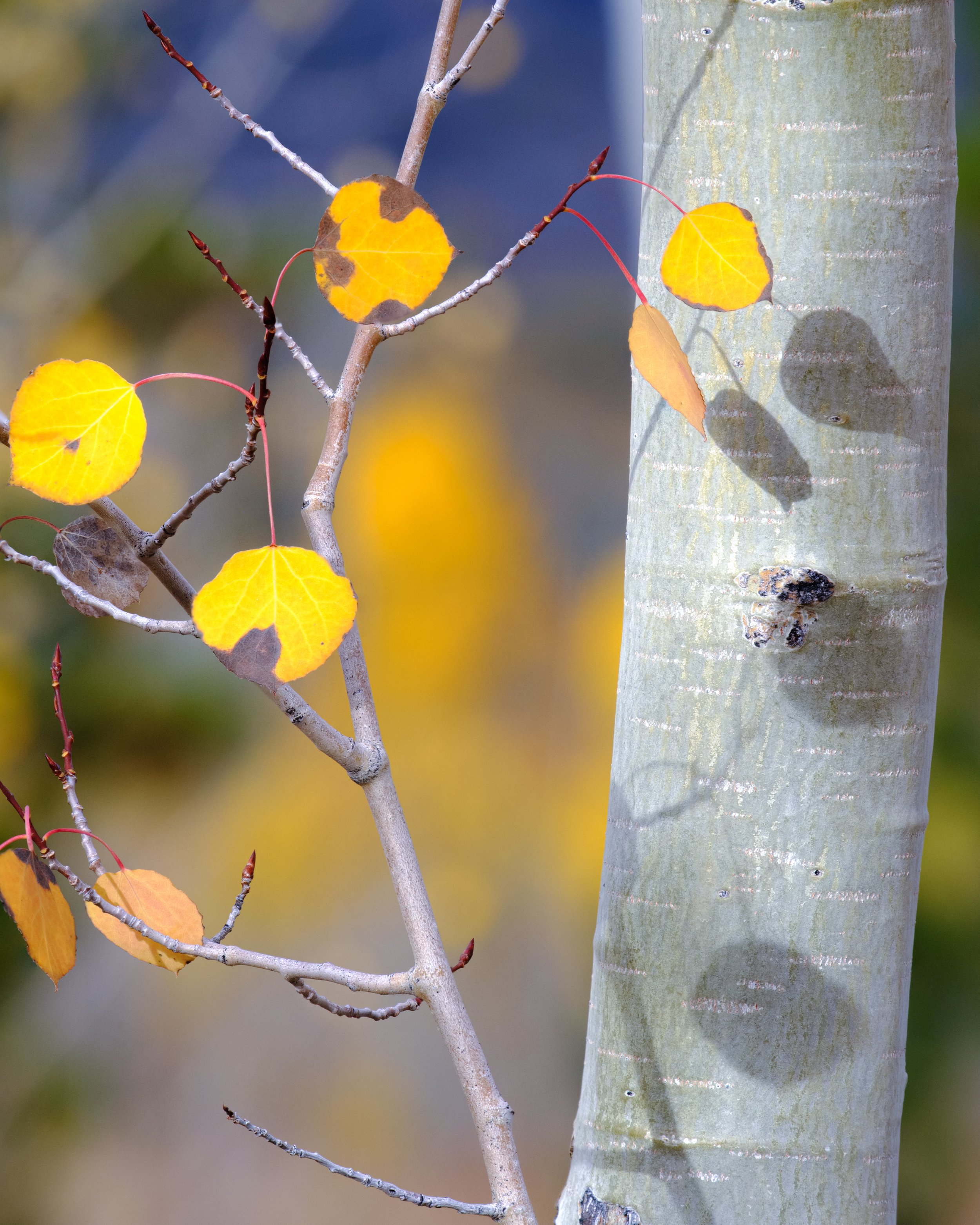 FALL SHADOWS (online-1.jpg