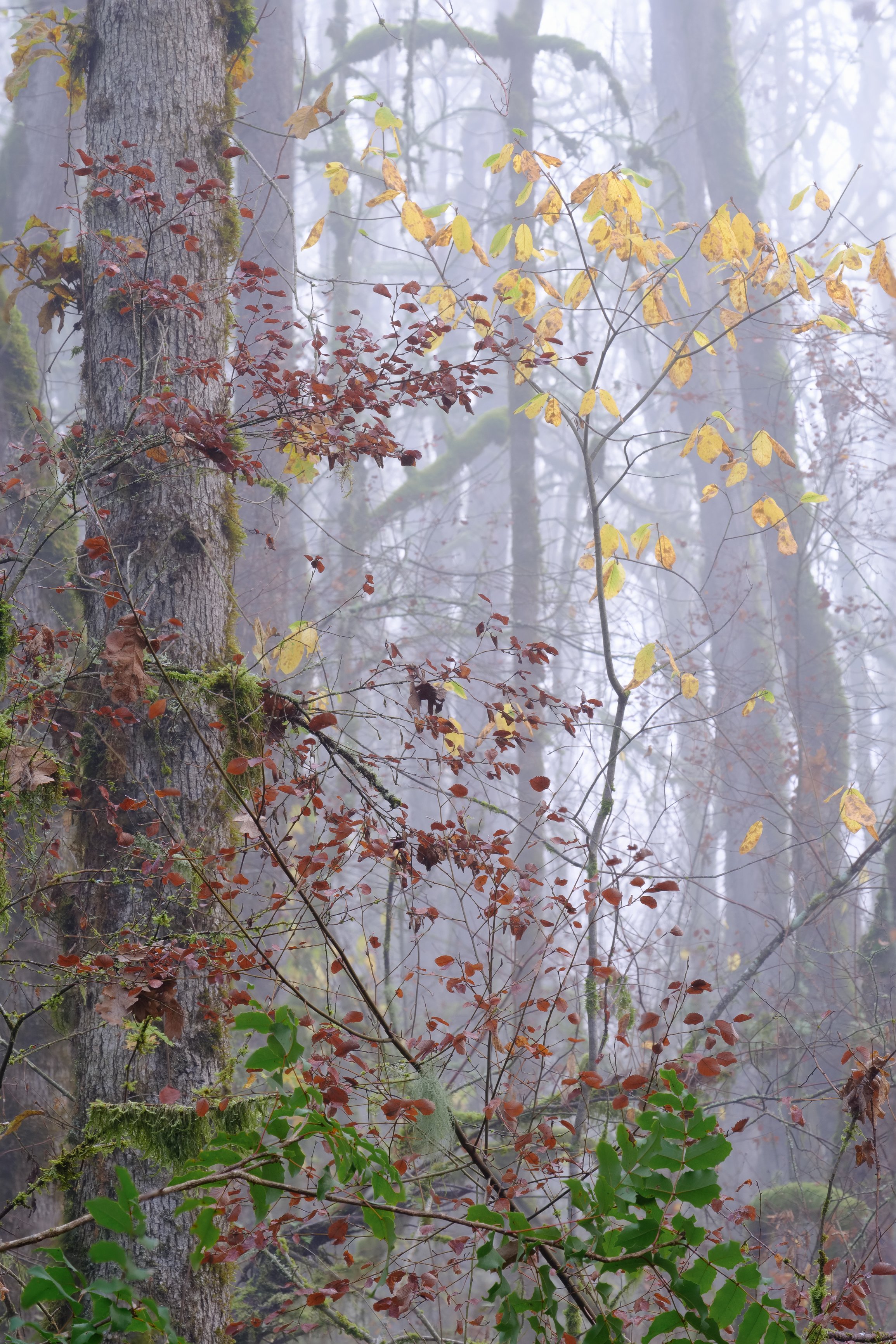 Fall in OREGON (online)-2.jpg