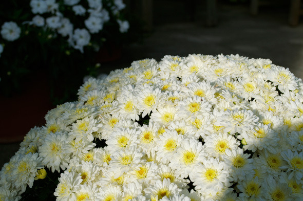When containers peter out, pop in a new annual. These mums adhere to the color scheme and will take the show into fall.