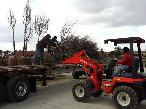 These large root balls require two guys to slide them on the Kubota forks. The trees lay on the ground until we heal them in. “Healing-in” is a term used to describe a temporary planting position.