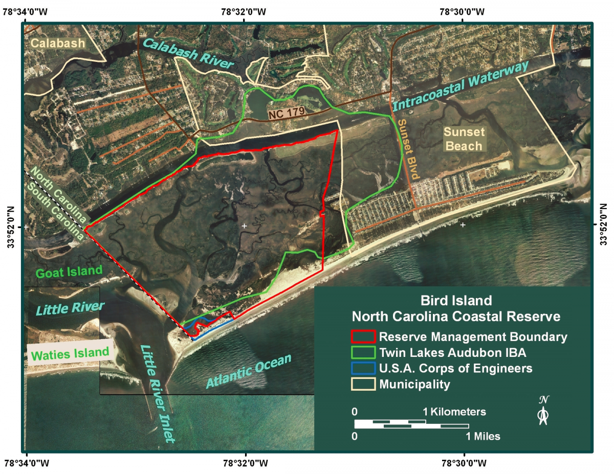 bird island1.png