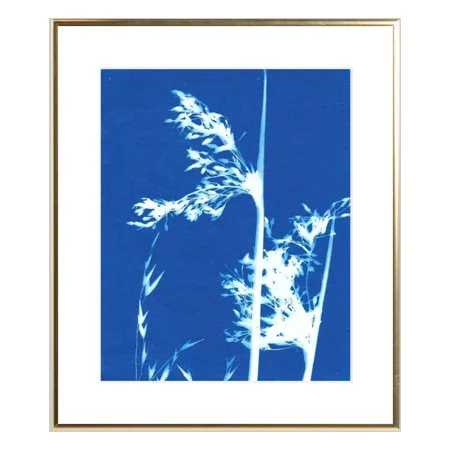 Texas Bluegrass Cyanotype