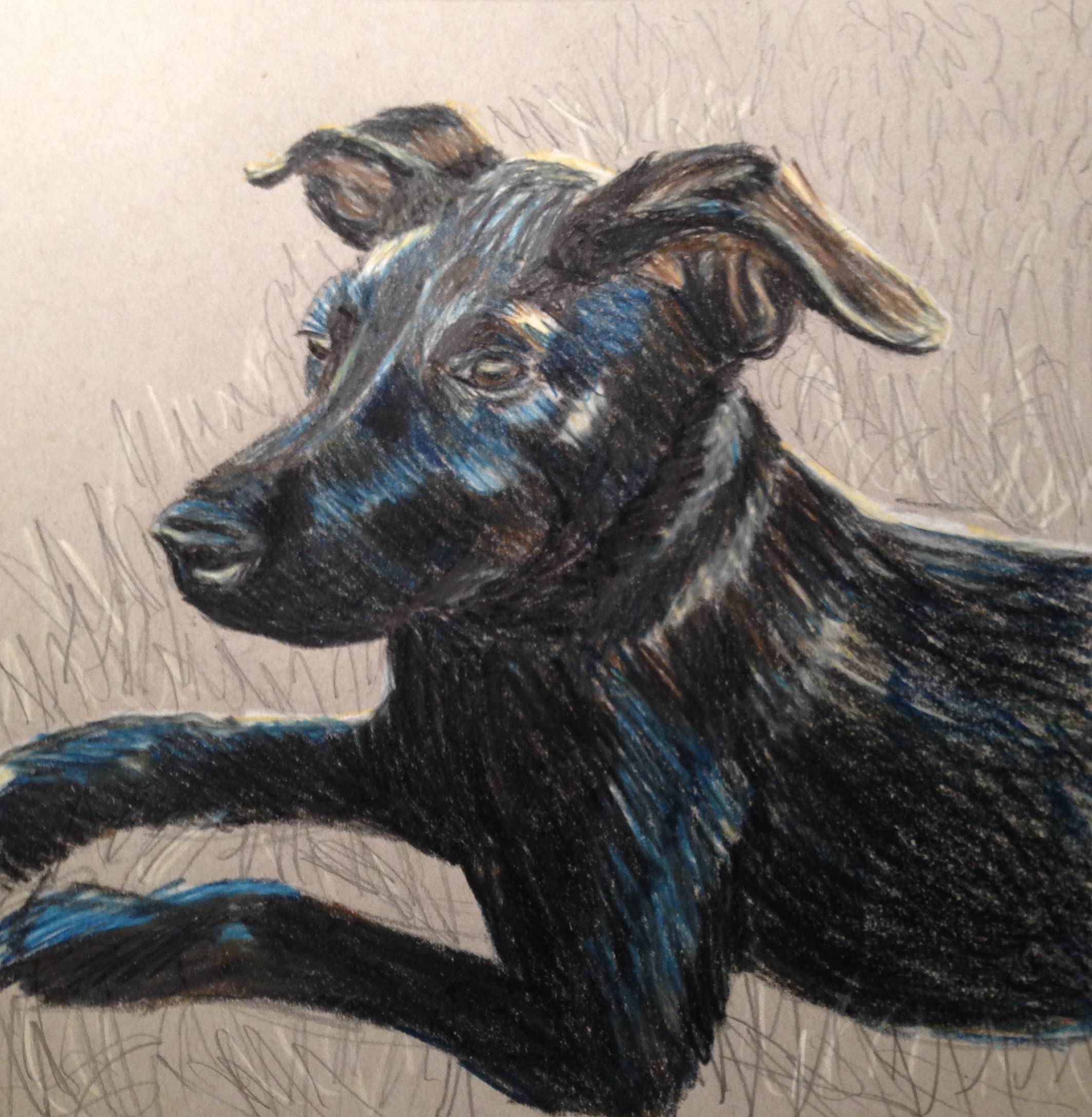Athena. 8x8". Colored pencil on paper. 2014