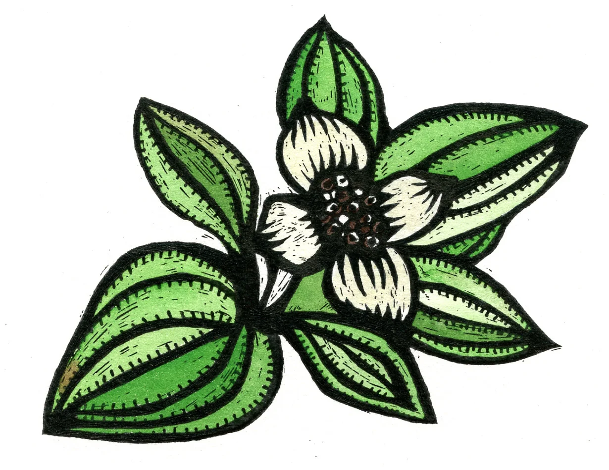 dogwood for snohomish.jpg