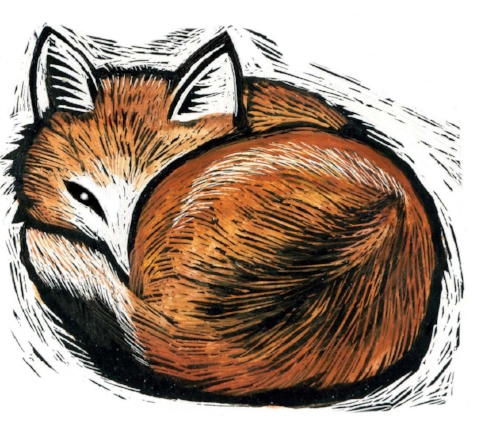 sleeping fox copy.jpg