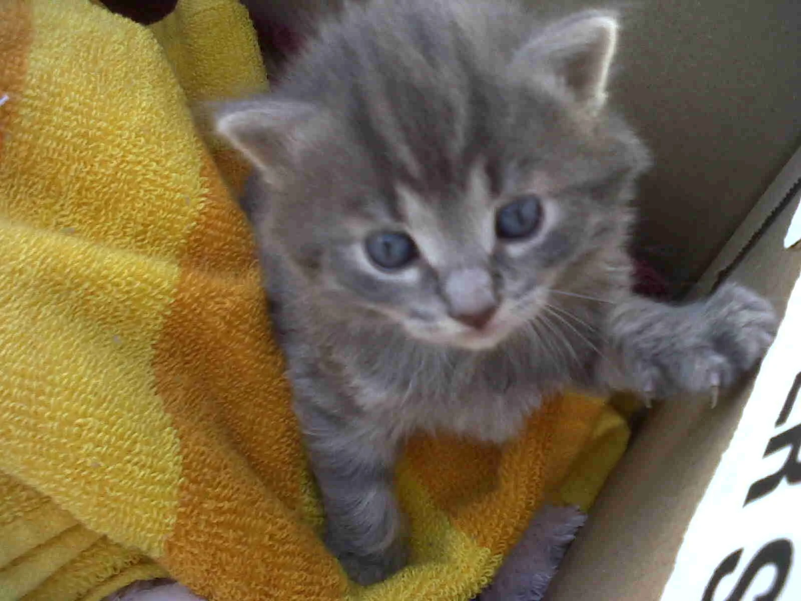 How Pets Became Essential to My Life (part 1)