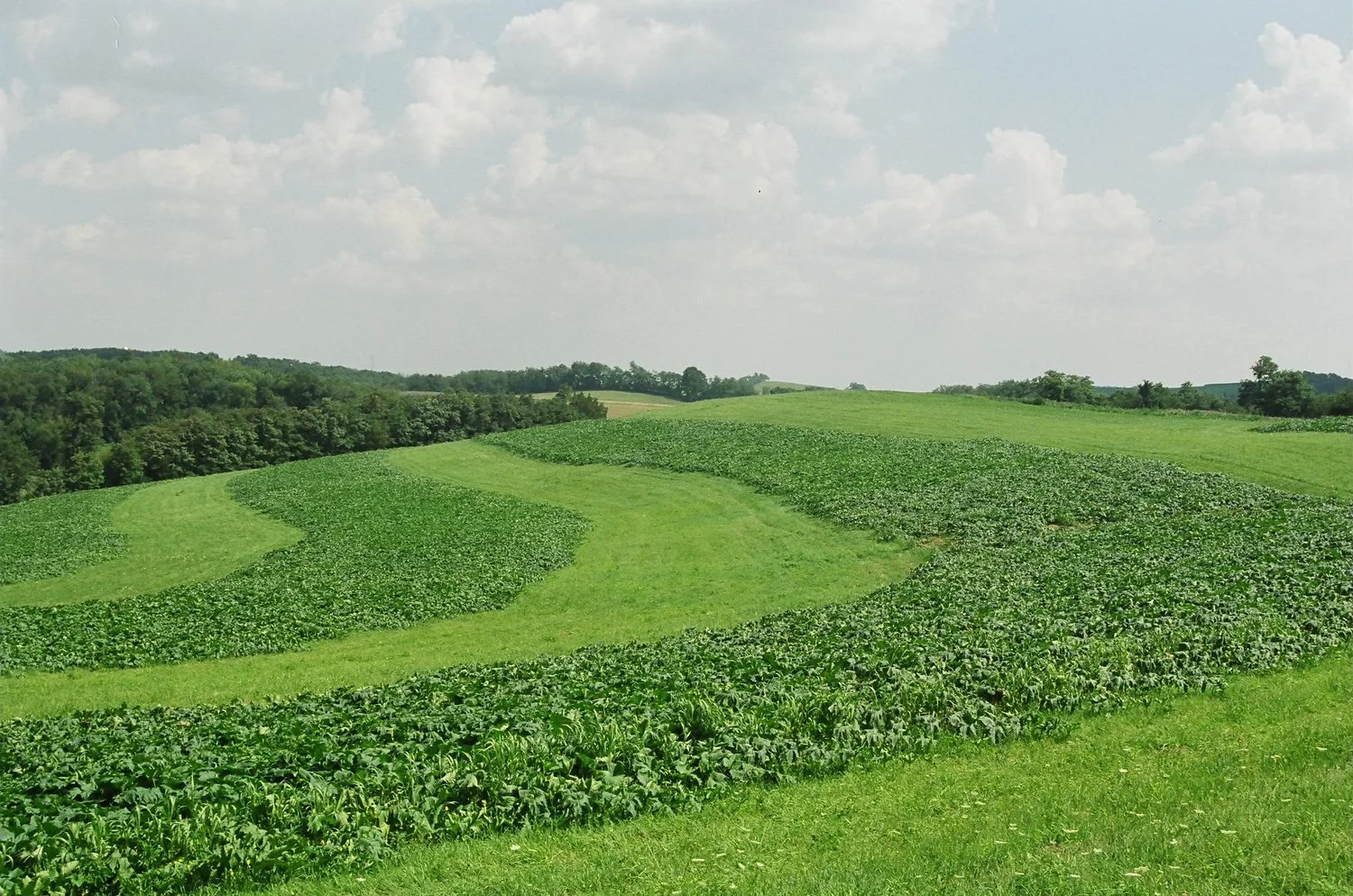fields.jpg