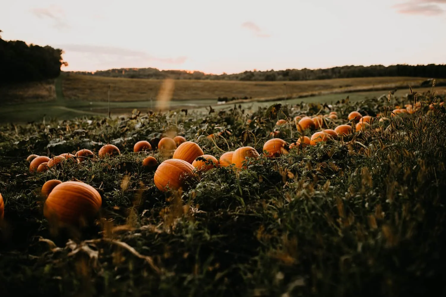 pumpkins.jpg