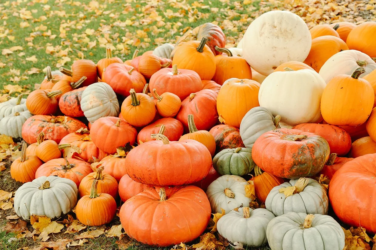 pumpkins photo 1.jpg