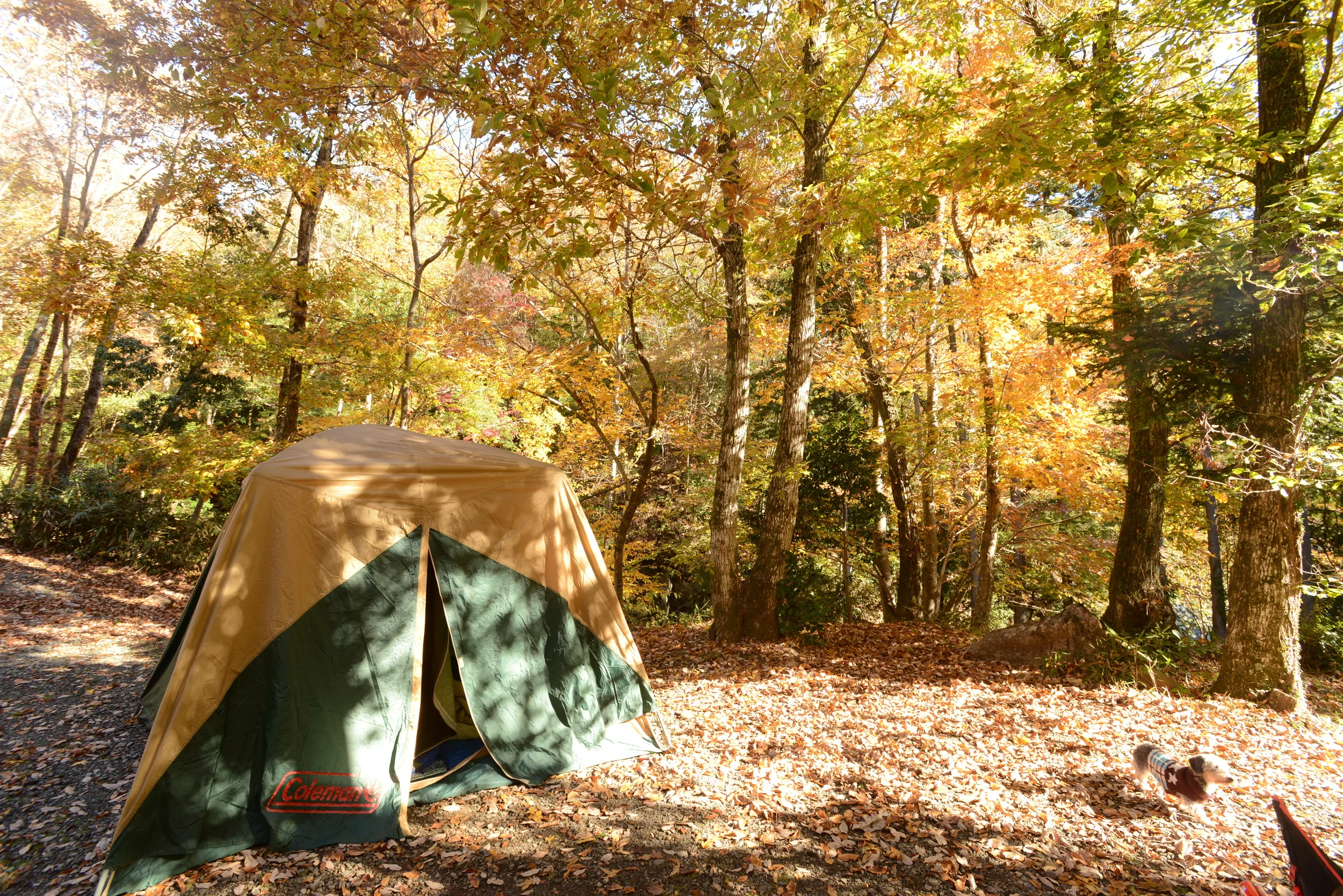 DSC_4806.JPG