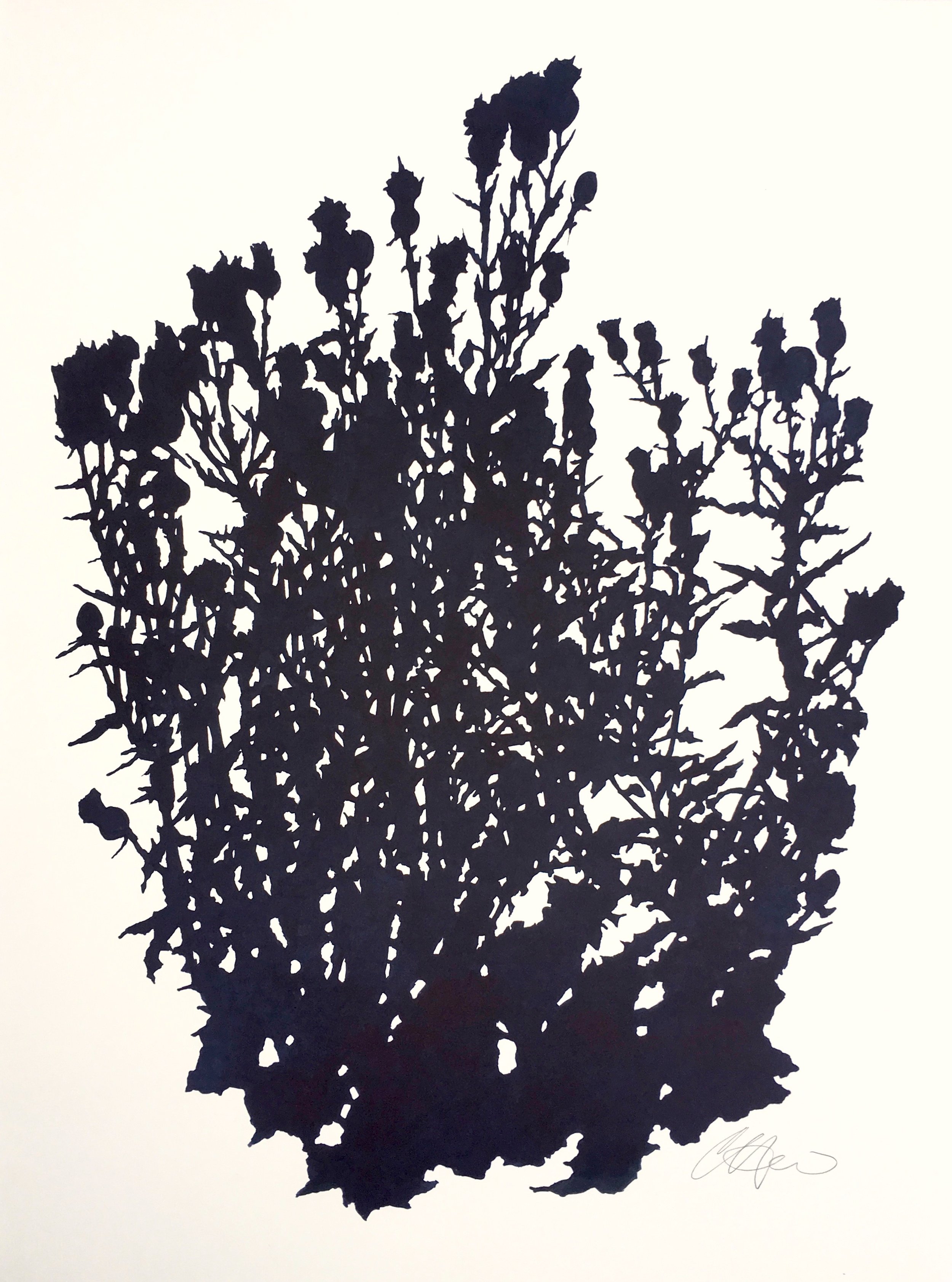 Thistle.MatfielfGreen1.August30x22.5.jpeg