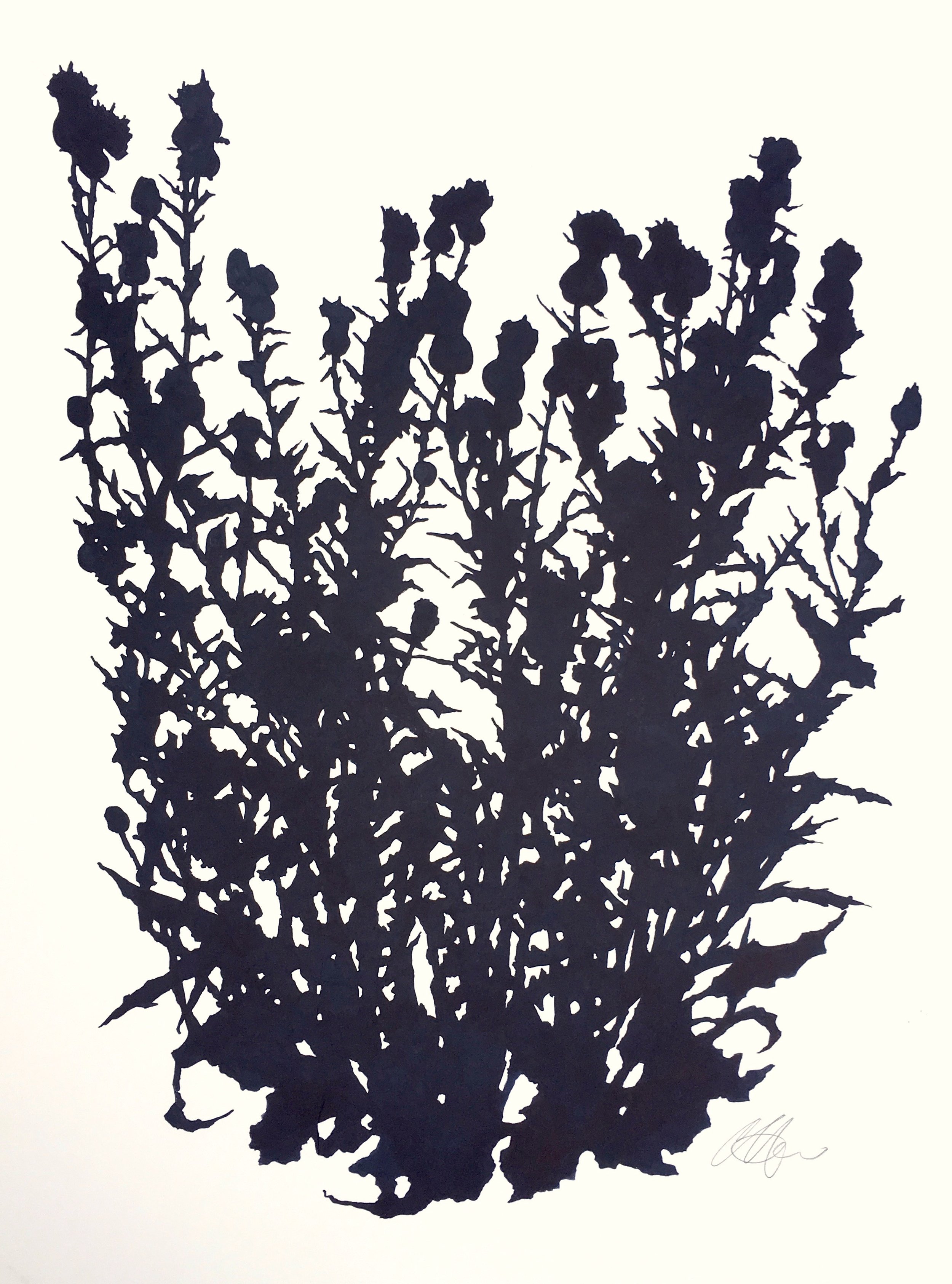 Thistle.MatfielfGreen3.August30x22.5.jpeg