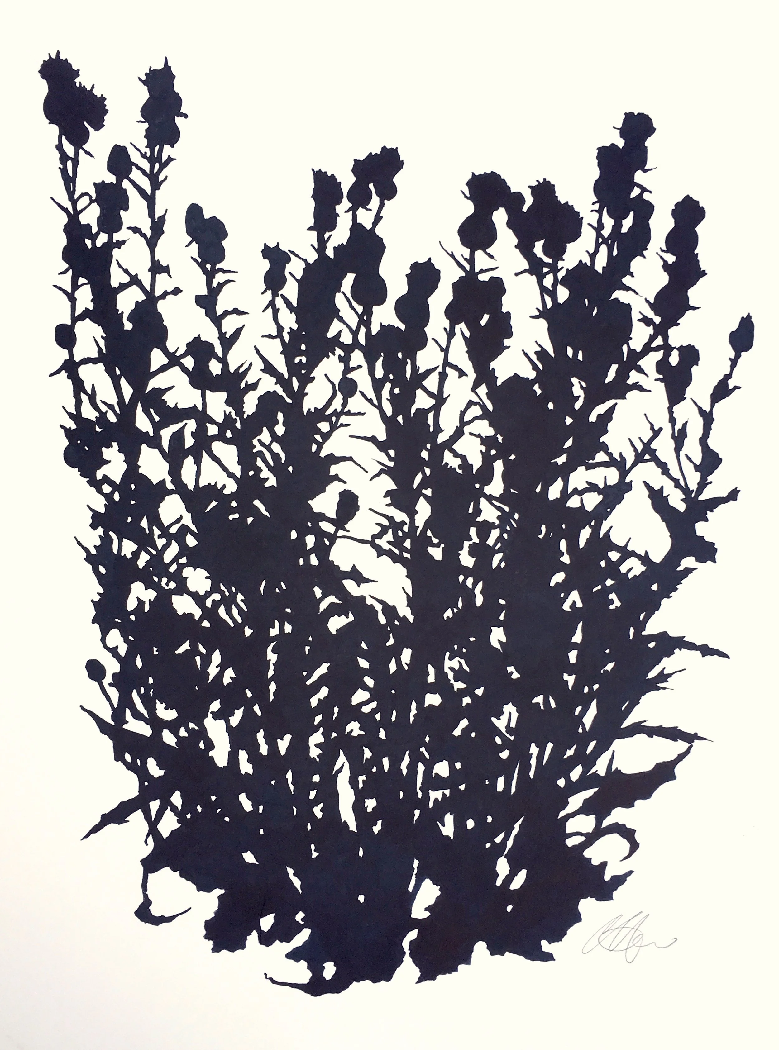 Thistle.MatfielfGreen3.August30x22.5.jpeg