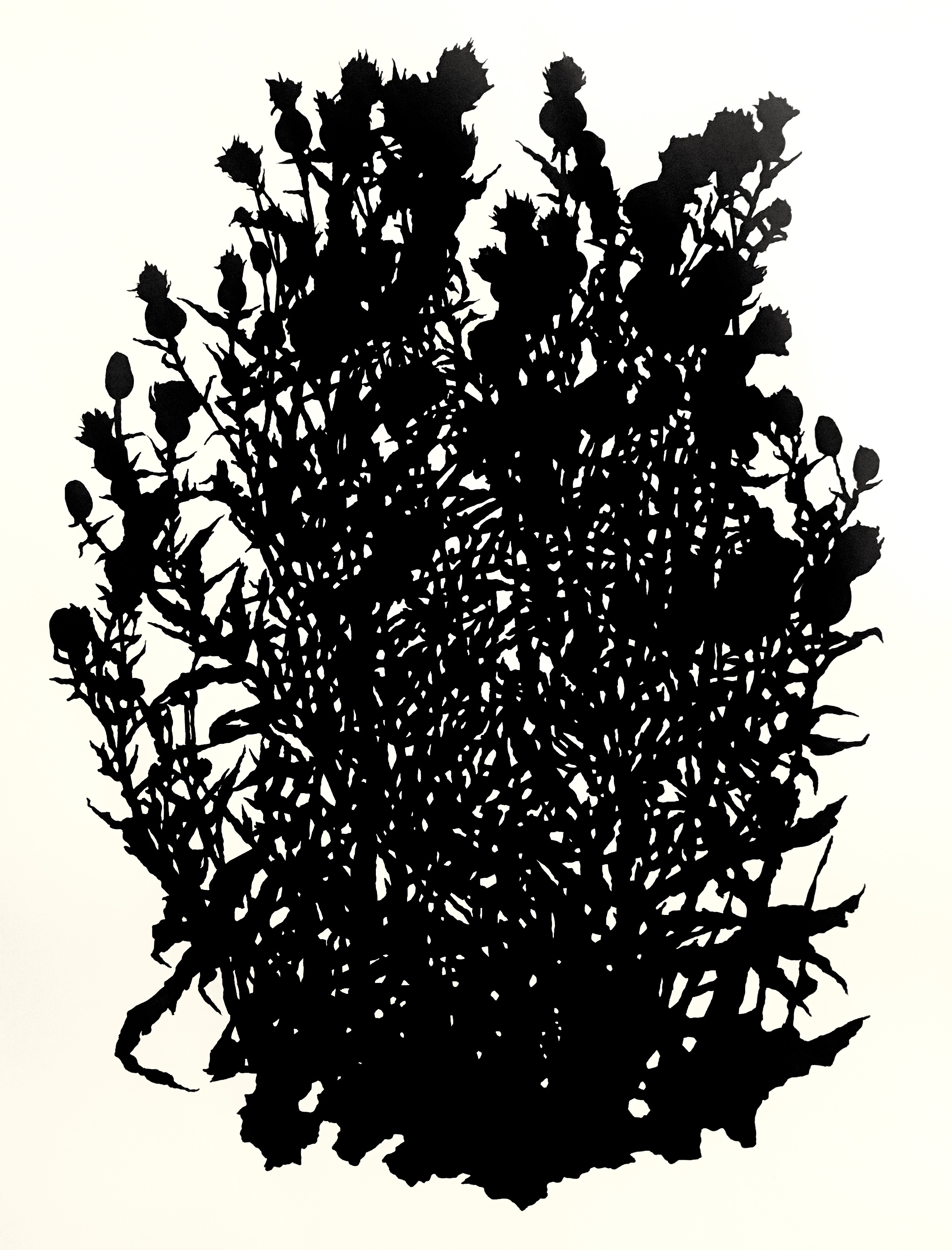 Doveton_TallThistle,TallgrassPreserve50x38$2700.jpeg