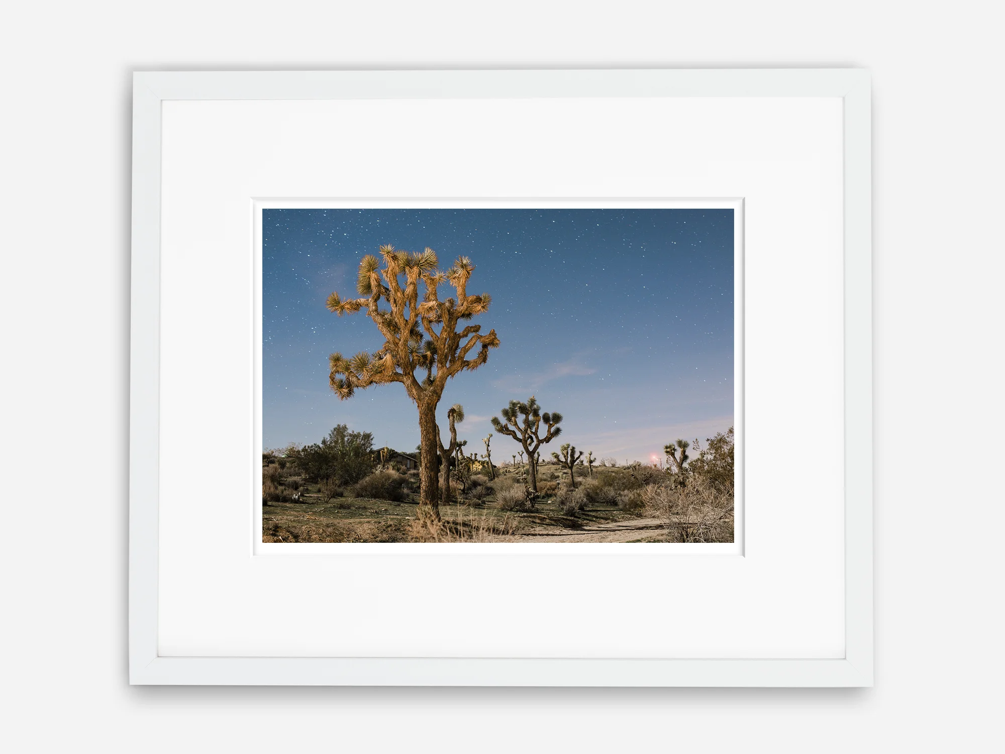Starry Nights in Joshua Tree.jpg
