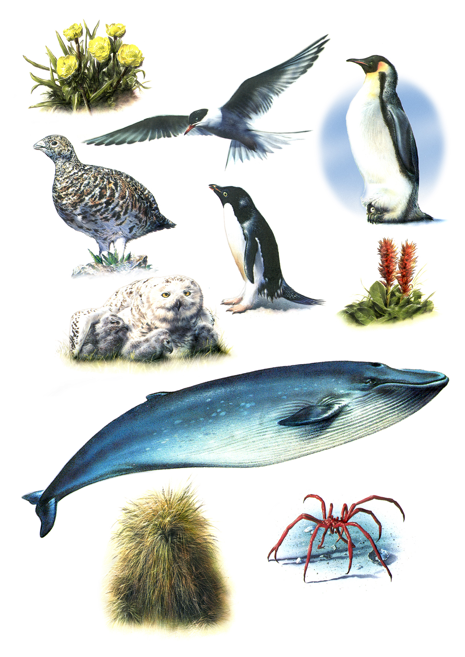 Folio - Arctic...jpg