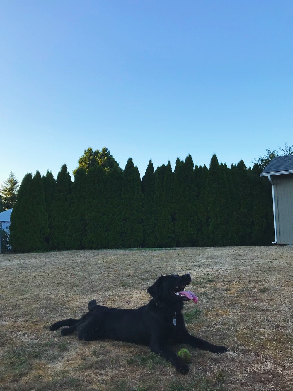 The Dog
