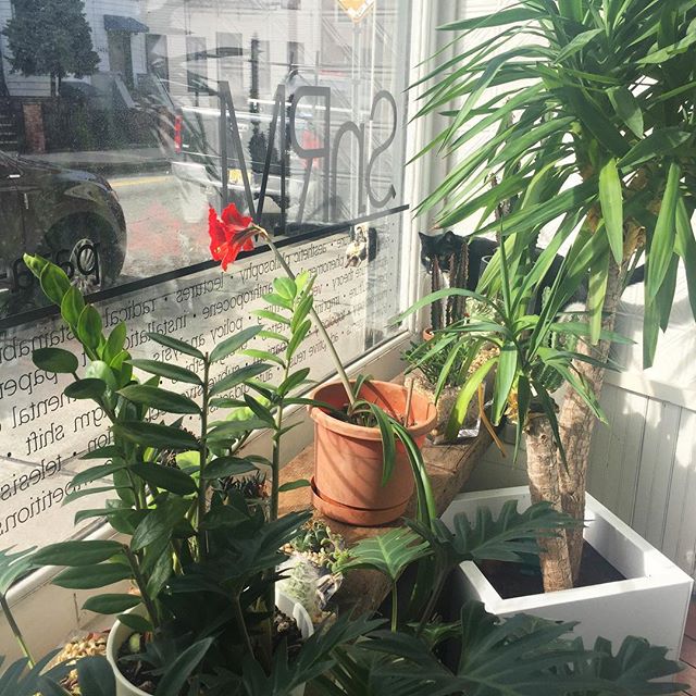 Milo is coming to check out the blossoming amaryllis. Happy Spring! #snrmcat #springtime #storefront #windowdisplay