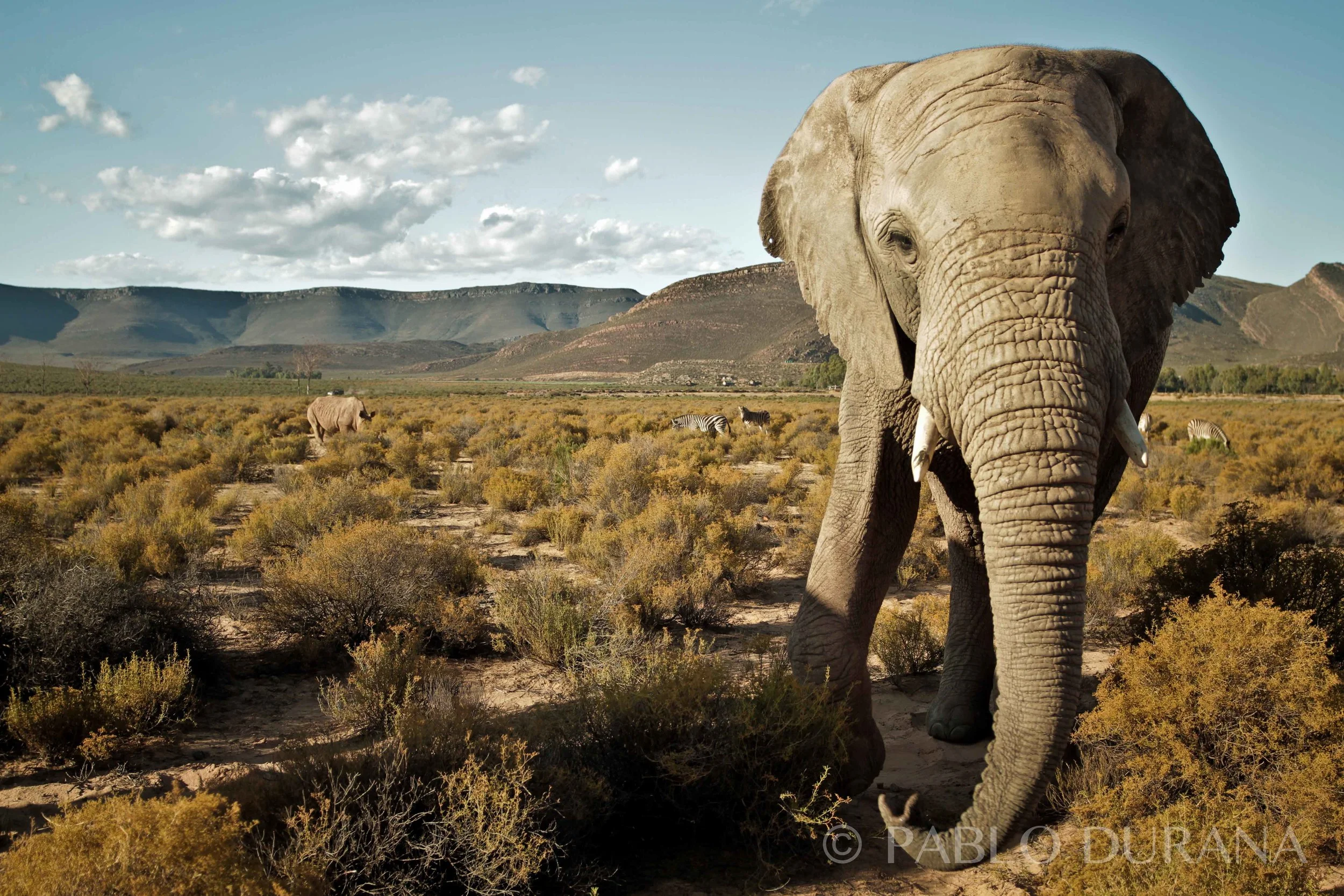 IMG_1264-2 copy 2.JPG