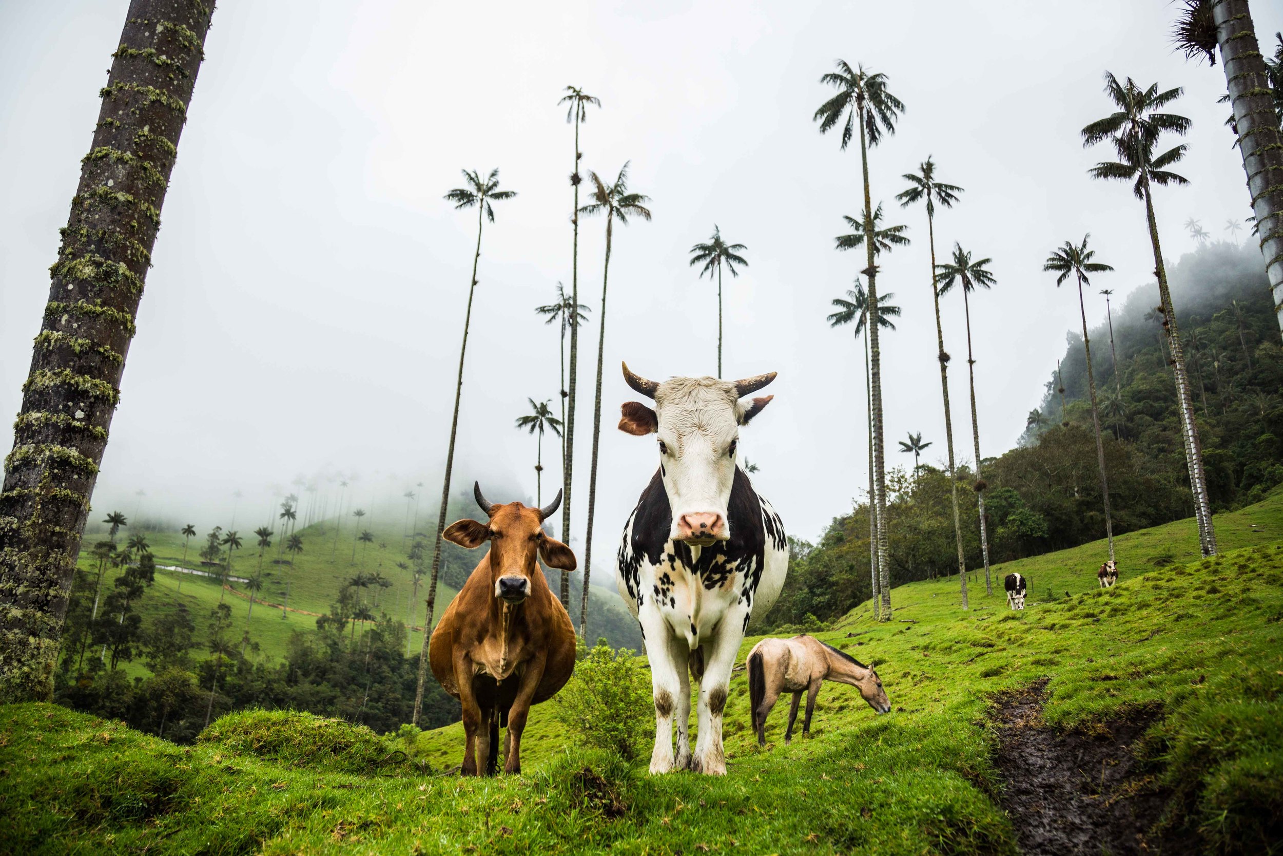 Cows&Palms.jpg