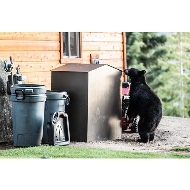 Neighborhood watch | This bear will open you car and eat what you leave behind. Lock that door and shut your bins!