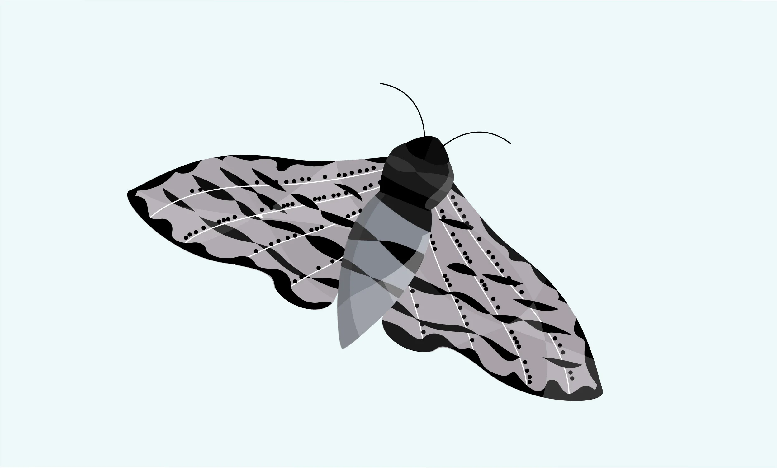 moth-10.jpg