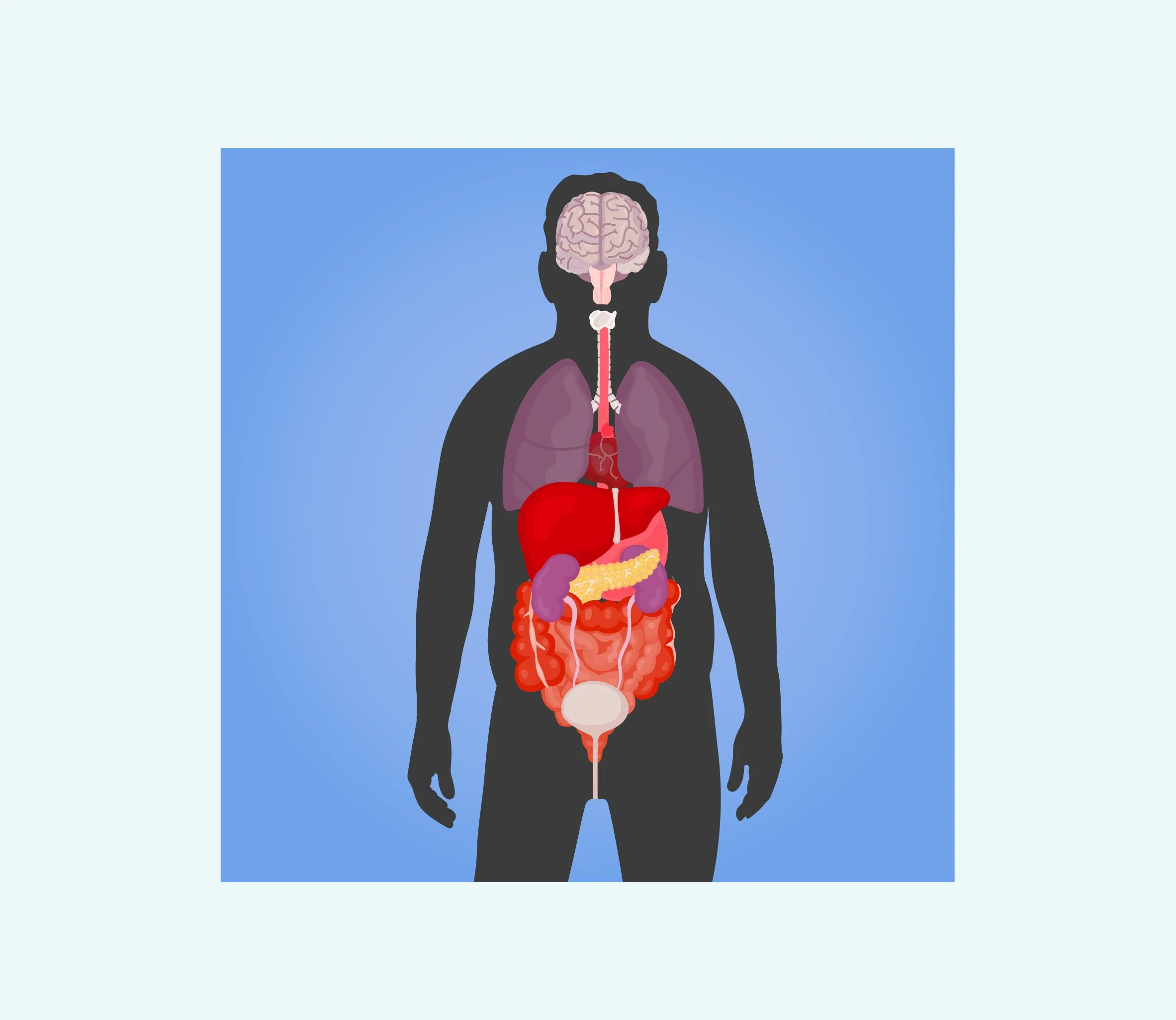 small framesMan full organs.jpg