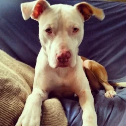 Handsome Hilo.