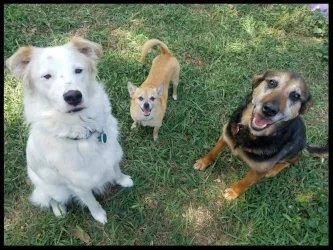 Aeris, Yoda, and Buttons (RIP) ♡