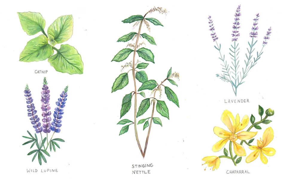Botanical Illustration for The Glassblock Magazine