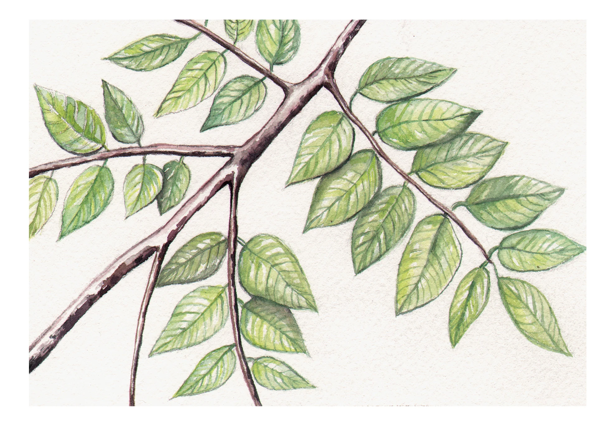 Greeting Card Illustration