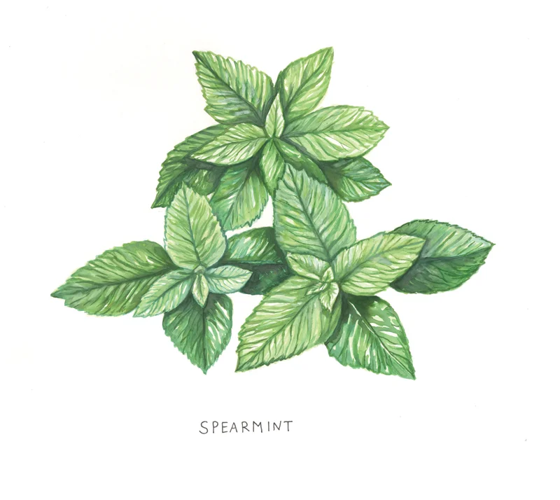 Botanical Illustration