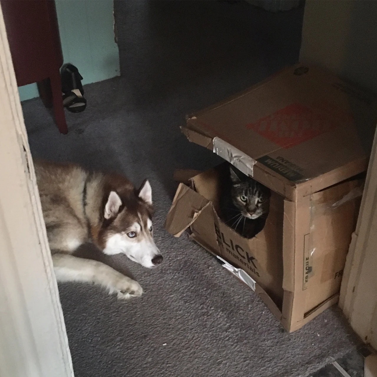 One thing about having your studio at home is how lovely it is to be surrounded by animals :) 