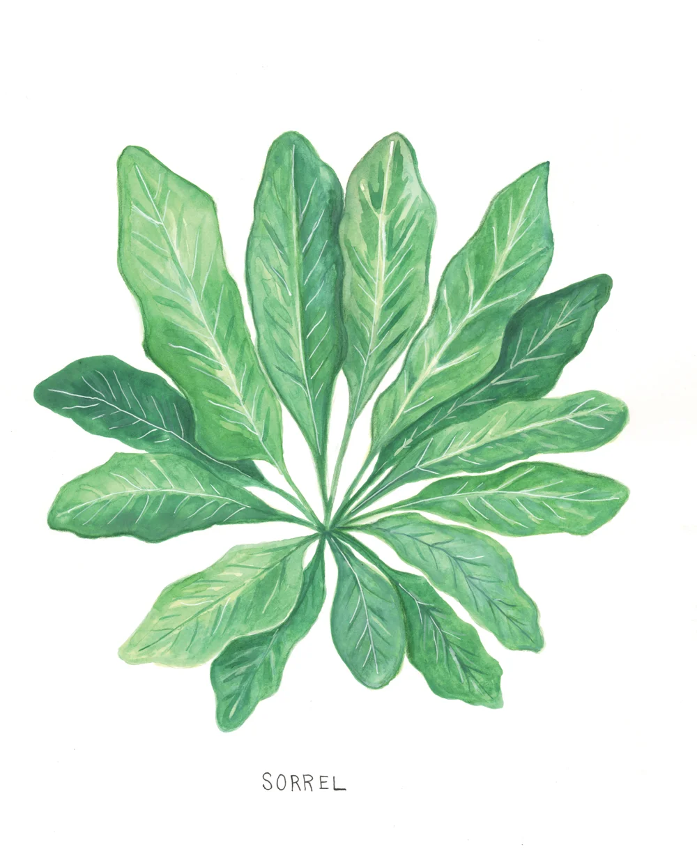 Botanical Illustration