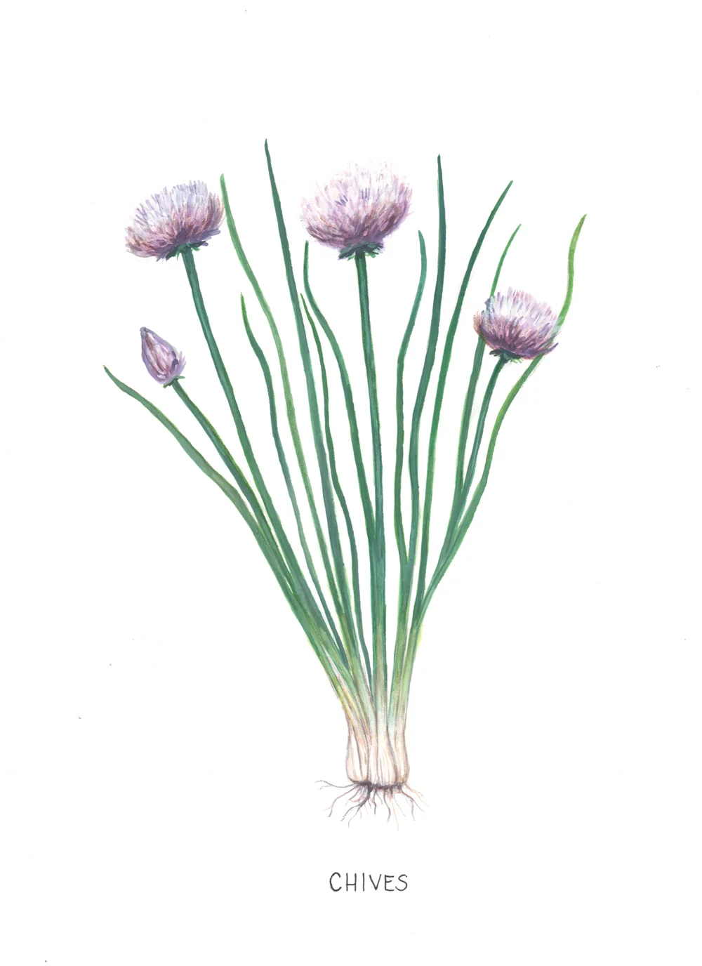 Botanical Illustration