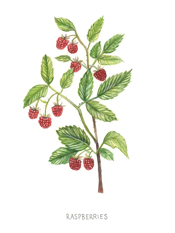 Rasberries-Final-copy.jpg