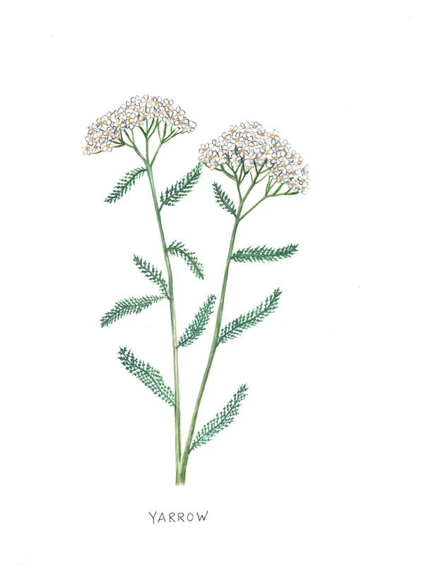 Yarrow.jpg