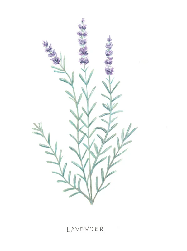 Lavender.jpg