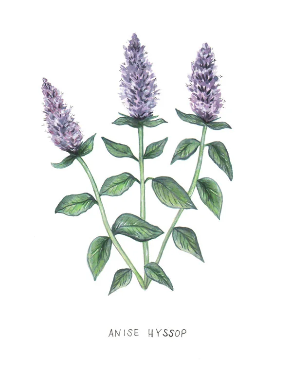 Botanical Illustration fot The Glassblock Magazine