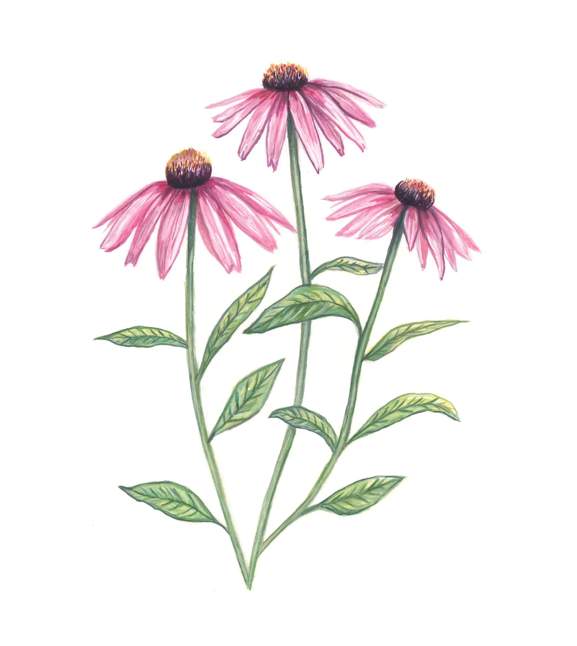 Echinacea copy.jpg
