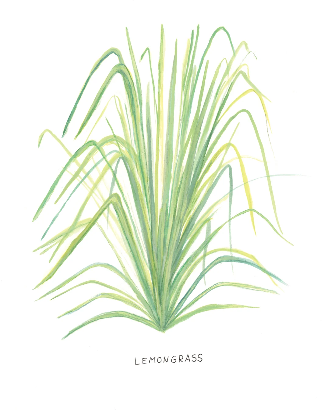 Lemongrass Botanical Illustration