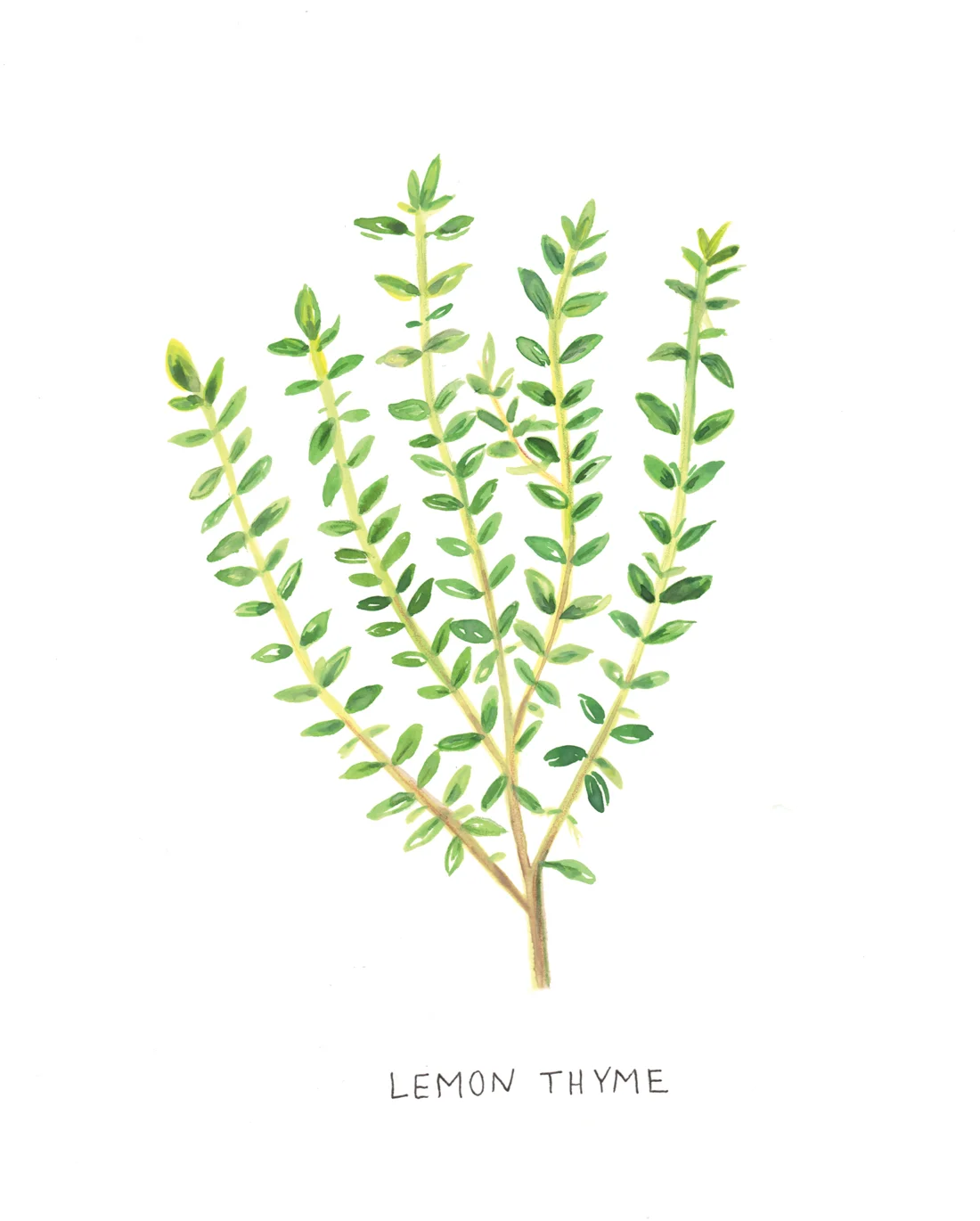 Lemon Thyme Botanical Illustration