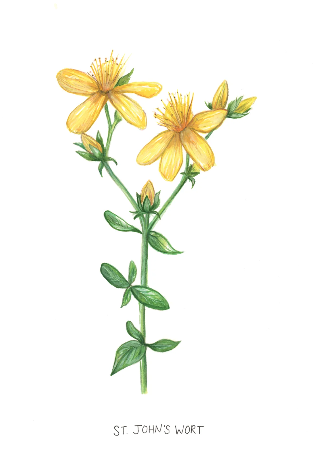 St. John's Wort Botanical Illustration