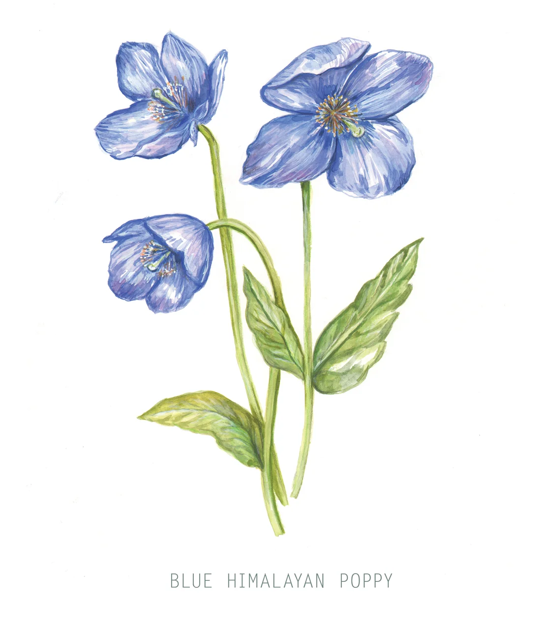 Blue Himalayan Poppy Illustration