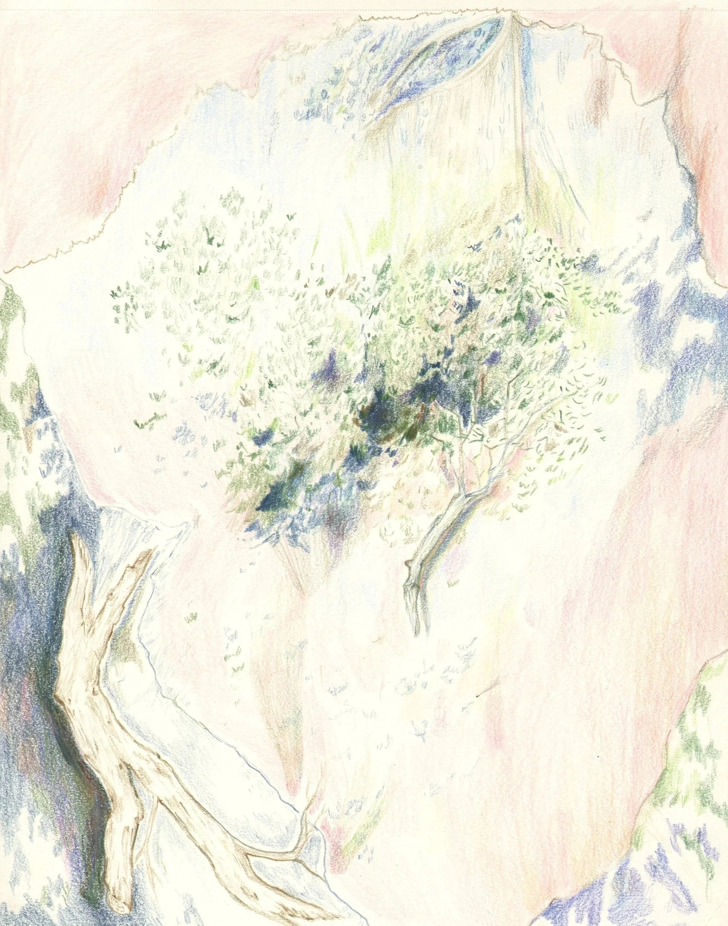   Tree Ghost Roots   8 x 10 in. Colored pencil, graphite and watercolor on paper   